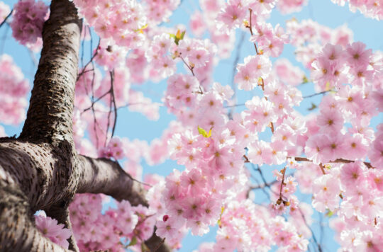 Oferta primavera attica21 las rozas madrid