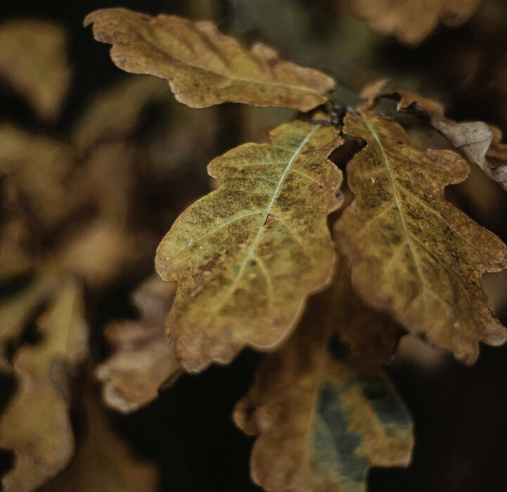 Hojas secas en otoño.
